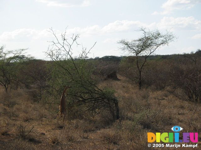 14054 Long necked gazelles